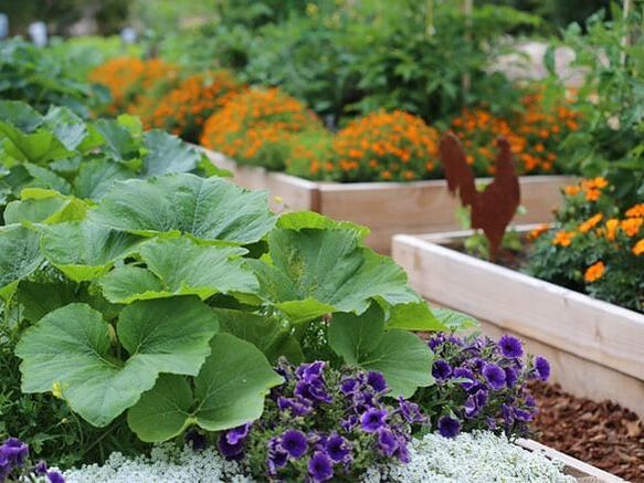 Crops and flowers growing in raised beds