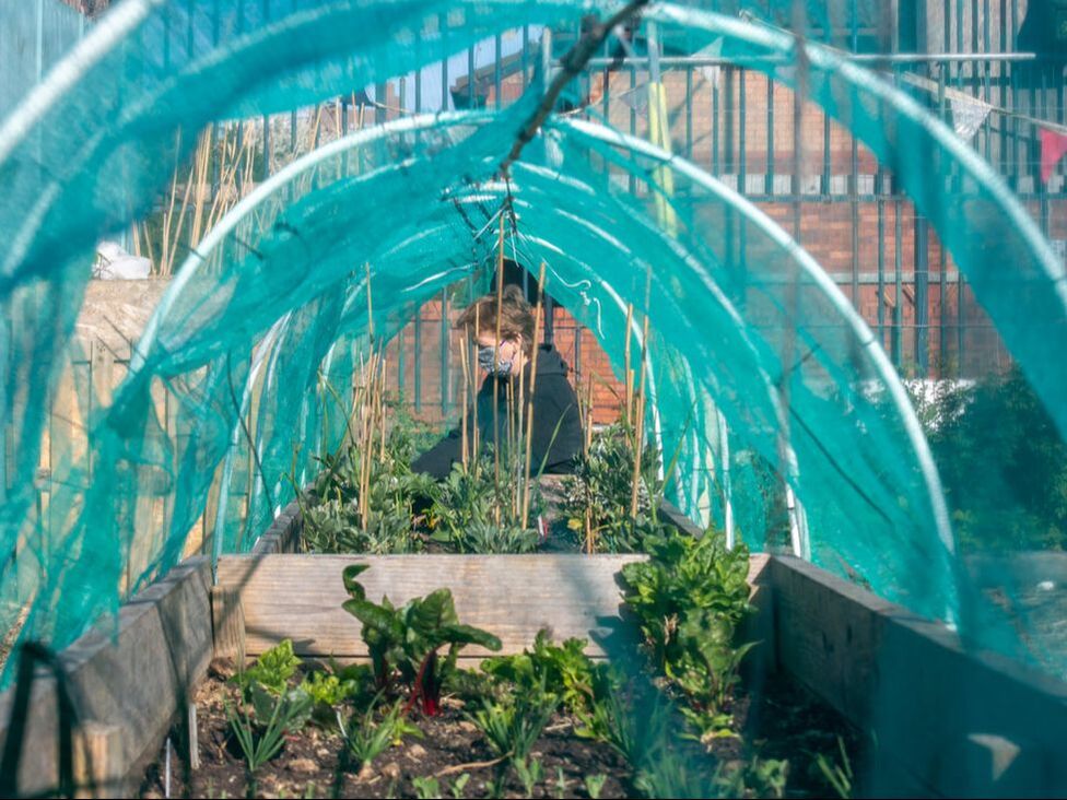 Crops growing in a raised bed covered with netting, with a person gardening in the background